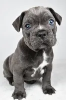 Theo, a male Frenchton for sale in Fredericksburg, OH – Photo 1 of 10