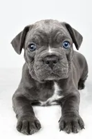 Theo, a male Frenchton for sale in Fredericksburg, OH – Photo 5 of 10