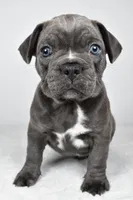 Theo, a male Frenchton for sale in Fredericksburg, OH – Photo 3 of 10