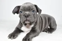 Tyler, a male Frenchton for sale in Fredericksburg, OH – Photo 6 of 8