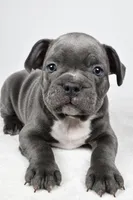 Tyler, a male Frenchton for sale in Fredericksburg, OH – Photo 2 of 8