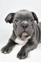 Tyler, a male Frenchton for sale in Fredericksburg, OH – Photo 4 of 8