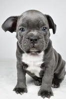 Tyler, a male Frenchton for sale in Fredericksburg, OH – Photo 1 of 8