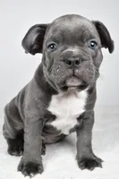 Tyler, a male Frenchton for sale in Fredericksburg, OH – Photo 5 of 8