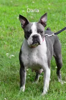 Tyler, a male Frenchton for sale in Fredericksburg, OH – Photo 7 of 8