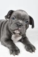 Tyler, a male Frenchton for sale in Fredericksburg, OH – Photo 3 of 8