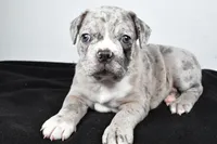 Toby, a male Frenchton for sale in Fredericksburg, OH – Photo 3 of 8