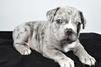 Toby, a male Frenchton for sale in Fredericksburg, OH – Photo 5 of 8