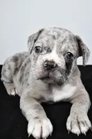 Toby, a male Frenchton for sale in Fredericksburg, OH – Photo 4 of 8