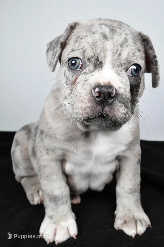 Toby – Frenchton puppy for sale in Fredericksburg, OH