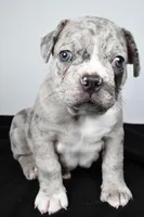 Toby, a male Frenchton for sale in Fredericksburg, OH – Photo 1 of 8