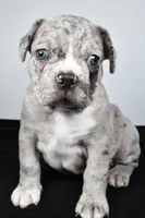 Toby, a male Frenchton for sale in Fredericksburg, OH – Photo 2 of 8