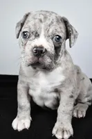 Toby, a male Frenchton for sale in Fredericksburg, OH – Photo 6 of 8