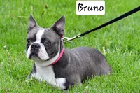 Sasha , a male Boston Terrier for sale in Fredericksburg, OH – Photo 9 of 9