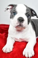 Sasha , a male Boston Terrier for sale in Fredericksburg, OH – Photo 5 of 9