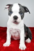 Sasha , a male Boston Terrier for sale in Fredericksburg, OH – Photo 1 of 9