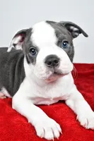 Sasha , a male Boston Terrier for sale in Fredericksburg, OH – Photo 4 of 9