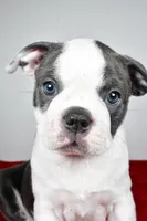 Sasha , a male Boston Terrier for sale in Fredericksburg, OH – Photo 7 of 9