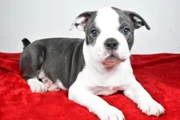 Sasha , a male Boston Terrier for sale in Fredericksburg, OH – Photo 6 of 9