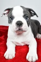 Sasha , a male Boston Terrier for sale in Fredericksburg, OH – Photo 2 of 9