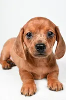 Dallas , a male Dachshund for sale in Fredericksburg, OH – Photo 4 of 10