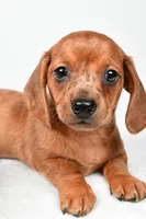 Dallas , a male Dachshund for sale in Fredericksburg, OH – Photo 3 of 10