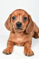 Dallas , a male Dachshund for sale in Fredericksburg, OH – Photo 7 of 10