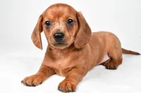 Dallas , a male Dachshund for sale in Fredericksburg, OH – Photo 5 of 10