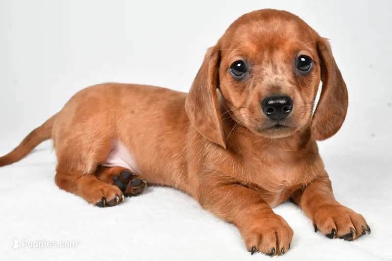 Dallas  – Dachshund puppy for sale in Fredericksburg, OH