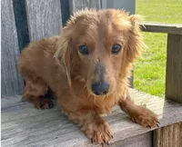 Dallas , a male Dachshund for sale in Fredericksburg, OH – Photo 10 of 10