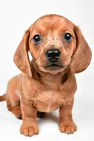 Dallas , a male Dachshund for sale in Fredericksburg, OH – Photo 8 of 10