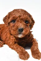 Fritz , a male Miniature Goldendoodle for sale in Fredericksburg, OH – 4 of 10