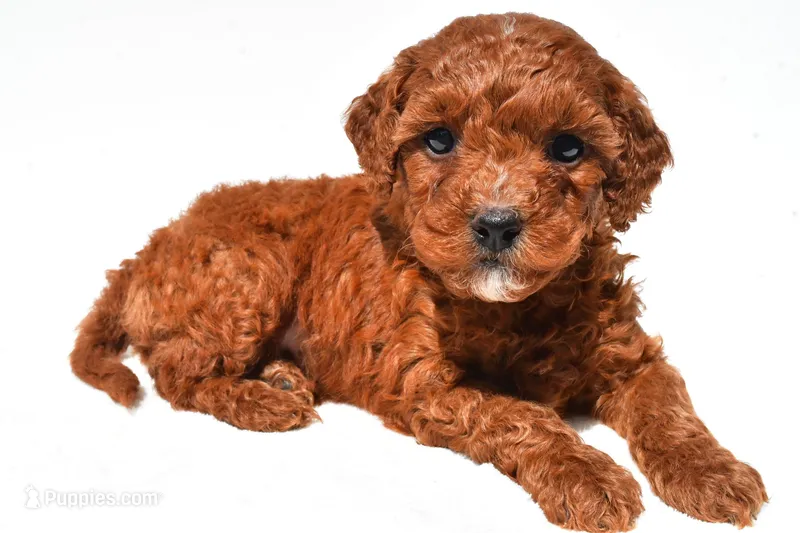 Fritz , a male Miniature Goldendoodle for sale in Fredericksburg, OH – 1 of 10