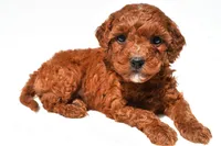 Fritz , a male Miniature Goldendoodle for sale in Fredericksburg, OH – 1 of 10