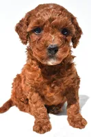 Fritz , a male Miniature Goldendoodle for sale in Fredericksburg, OH – 6 of 10