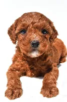 Fritz , a male Miniature Goldendoodle for sale in Fredericksburg, OH – 8 of 10