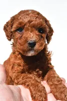 Fritz , a male Miniature Goldendoodle for sale in Fredericksburg, OH – 7 of 10