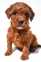 Fritz , a male Miniature Goldendoodle for sale in Fredericksburg, OH – 2 of 10