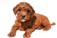 Fritz , a male Miniature Goldendoodle for sale in Fredericksburg, OH – 5 of 10