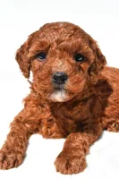 Fritz , a male Miniature Goldendoodle for sale in Fredericksburg, OH – 3 of 10
