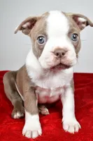 Spike , a male Boston Terrier for sale in Fredericksburg, OH – Photo 3 of 10