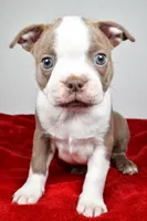 Spike , a male Boston Terrier for sale in Fredericksburg, OH – Photo 1 of 10