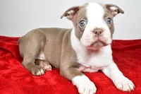 Spike , a male Boston Terrier for sale in Fredericksburg, OH – Photo 7 of 10