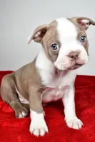 Spike , a male Boston Terrier for sale in Fredericksburg, OH – Photo 4 of 10