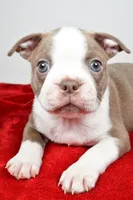 Spike , a male Boston Terrier for sale in Fredericksburg, OH – Photo 5 of 10