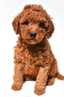 Finley , a female Miniature Goldendoodle for sale in Fredericksburg, OH – 2 of 10