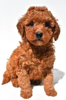 Finley , a female Miniature Goldendoodle for sale in Fredericksburg, OH – 8 of 10