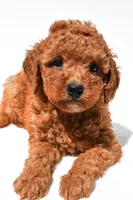Finley , a female Miniature Goldendoodle for sale in Fredericksburg, OH – 4 of 10