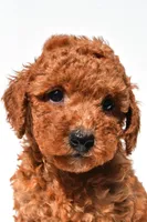 Finley , a female Miniature Goldendoodle for sale in Fredericksburg, OH – 7 of 10