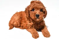Finley , a female Miniature Goldendoodle for sale in Fredericksburg, OH – 1 of 10